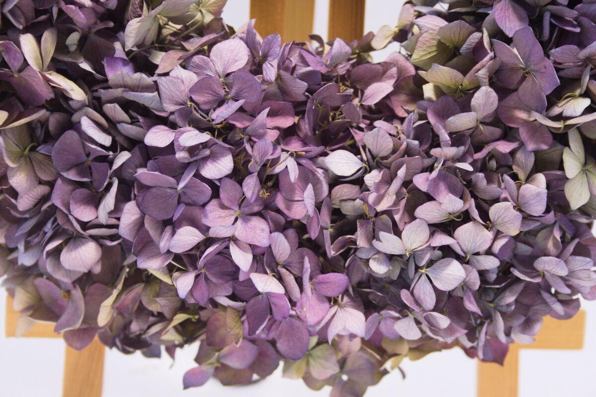Droogbloemen krans hortensia "Violet" detailopname