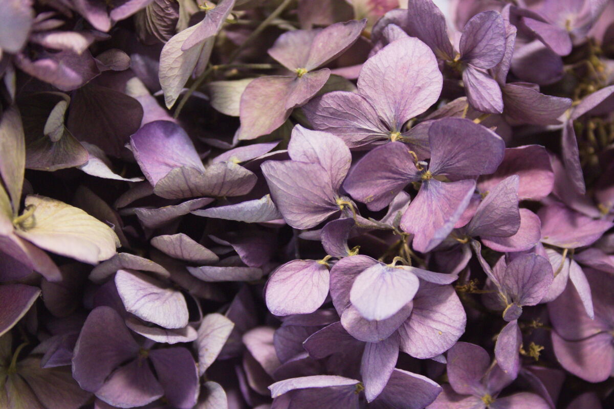 Close-up van droogbloemen krans hortensia "Violet"
