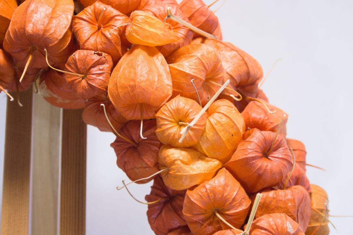 Natuurlijke krans gedroogde lampionnetjes (oranje) close-up