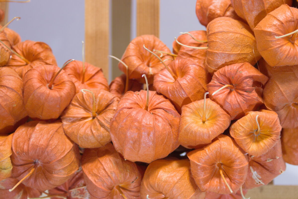 Detail opname natuurlijke krans gedroogde lampionnetjes (oranje)