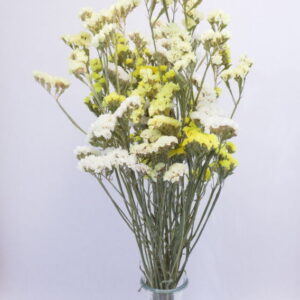 Losse droogbloemen Lamsoor "geel & wit"