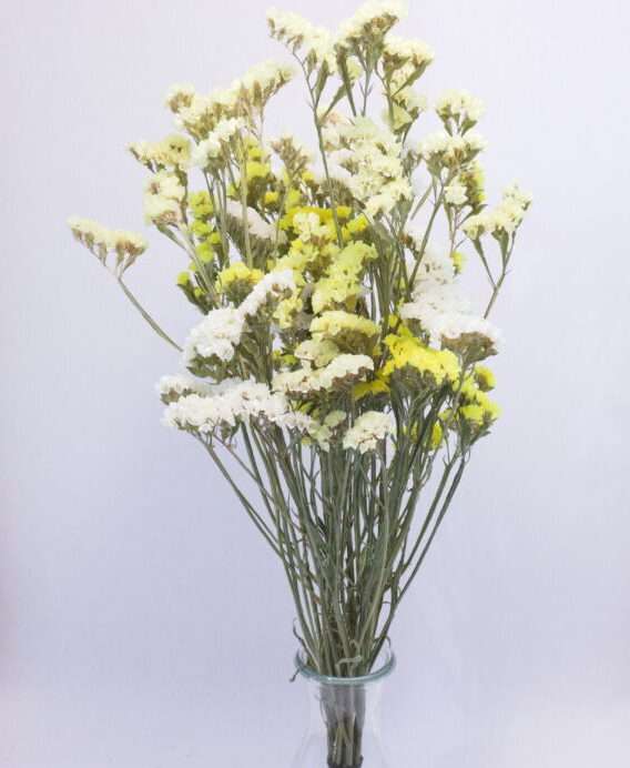 Losse droogbloemen Lamsoor "geel & wit"