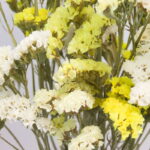 Losse droogbloemen Lamsoor "geel & wit" detailopname