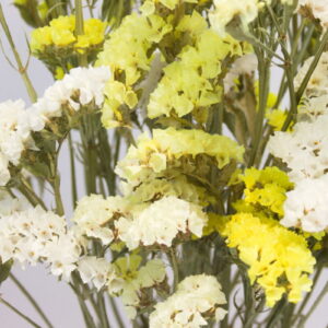 Losse droogbloemen Lamsoor "geel & wit" detailopname