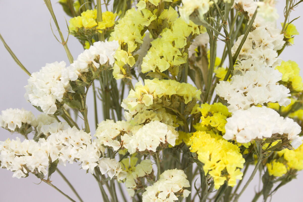 Losse droogbloemen Lamsoor "geel & wit" detailopname