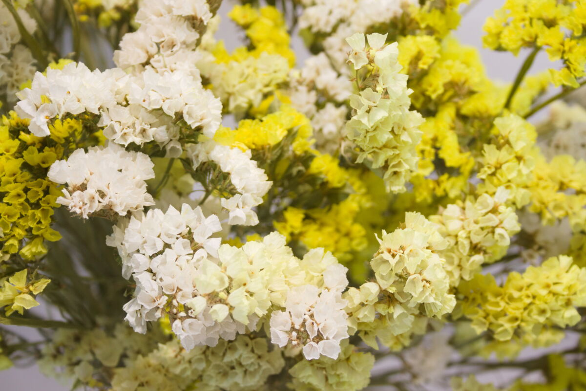 Losse droogbloemen Lamsoor "geel & wit" close-up